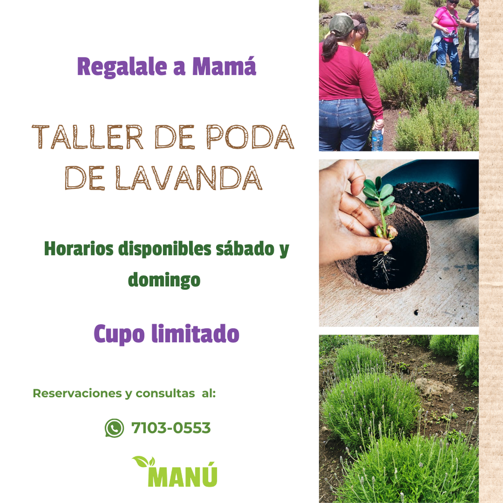 Taller poda lavanda