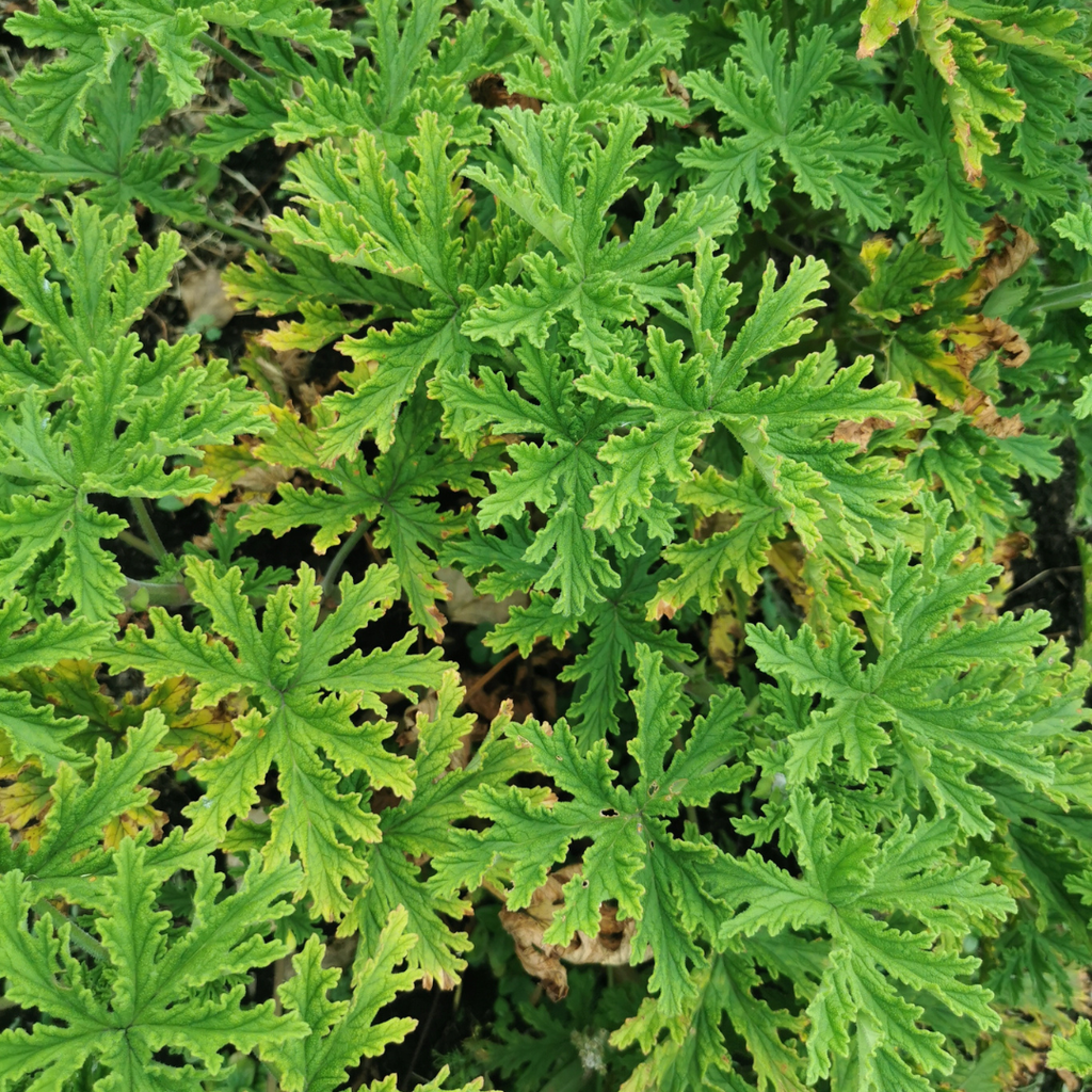 Citronella fresco