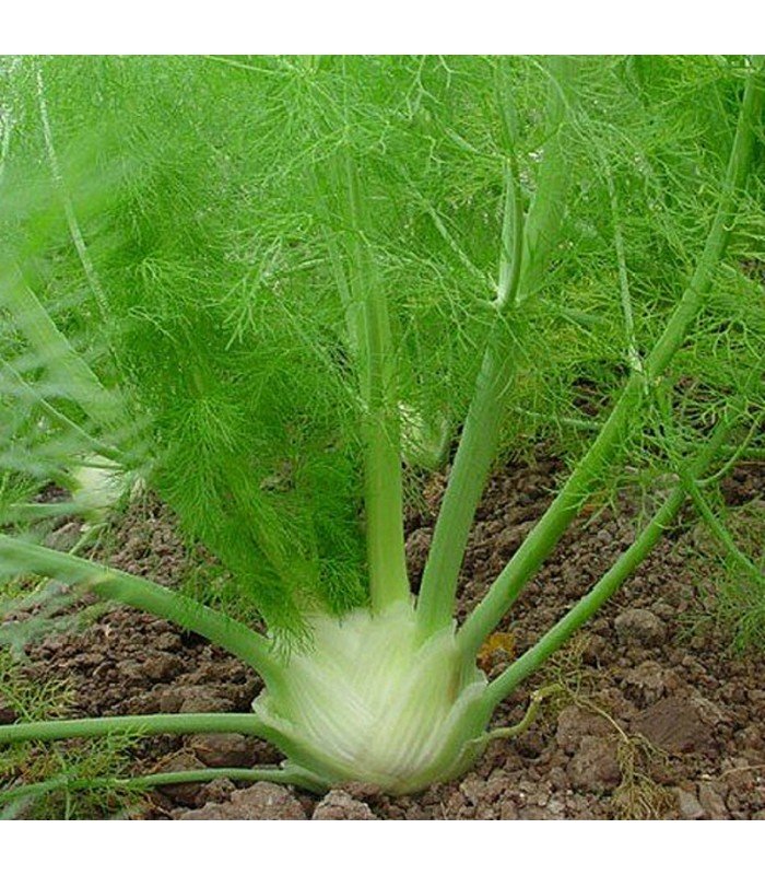 Hinojo fresco