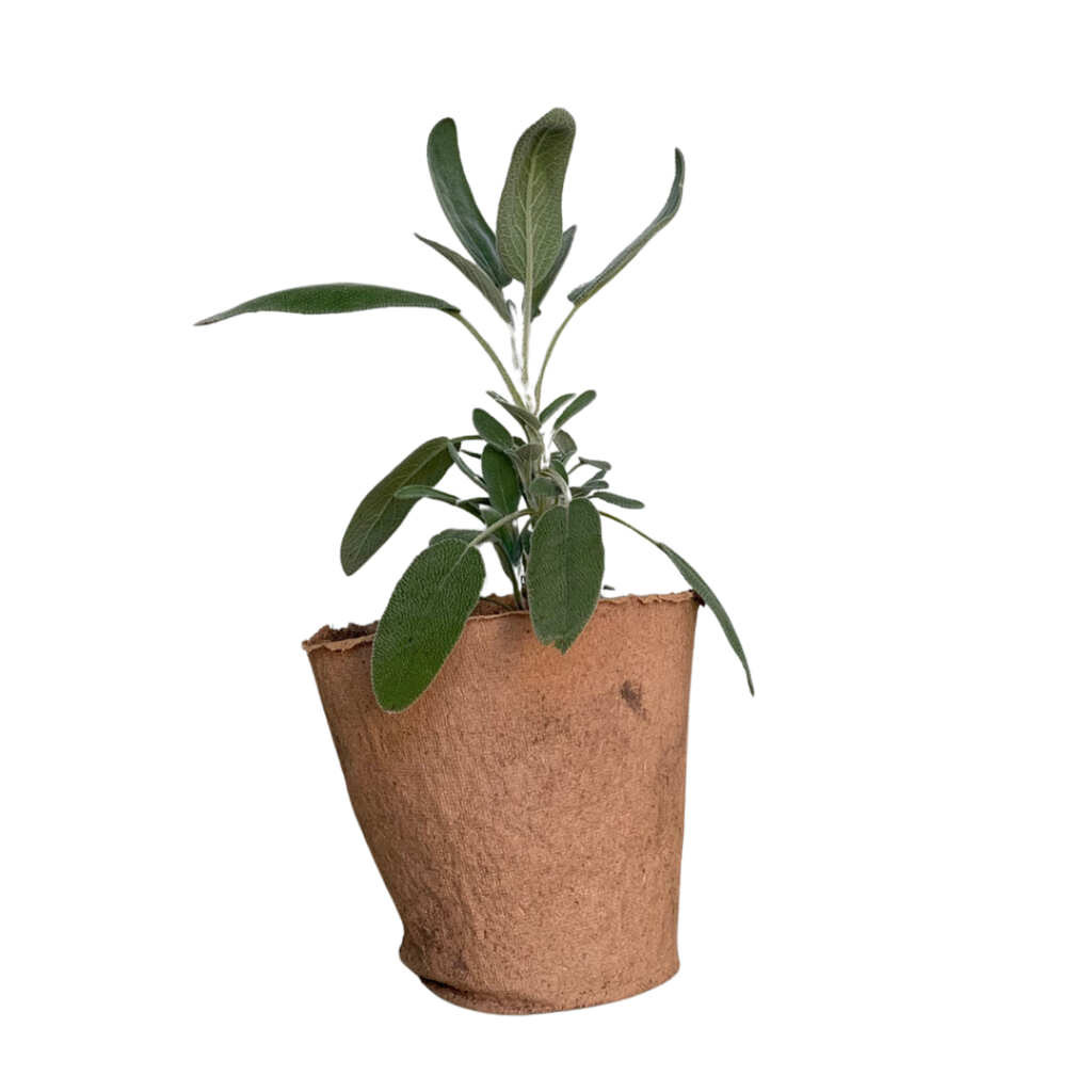 Planta Salvia Blanca