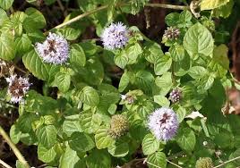 Menta fresca