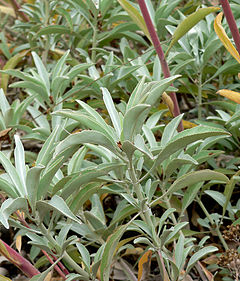 Salvia Blanca Fresco