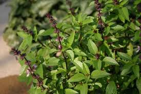 Albahaca Tulsi fresco