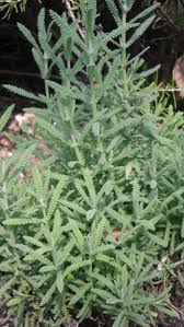 Follaje de lavanda fresco
