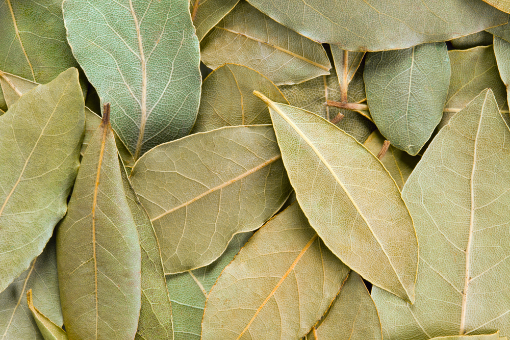 Hojas de laurel paquete