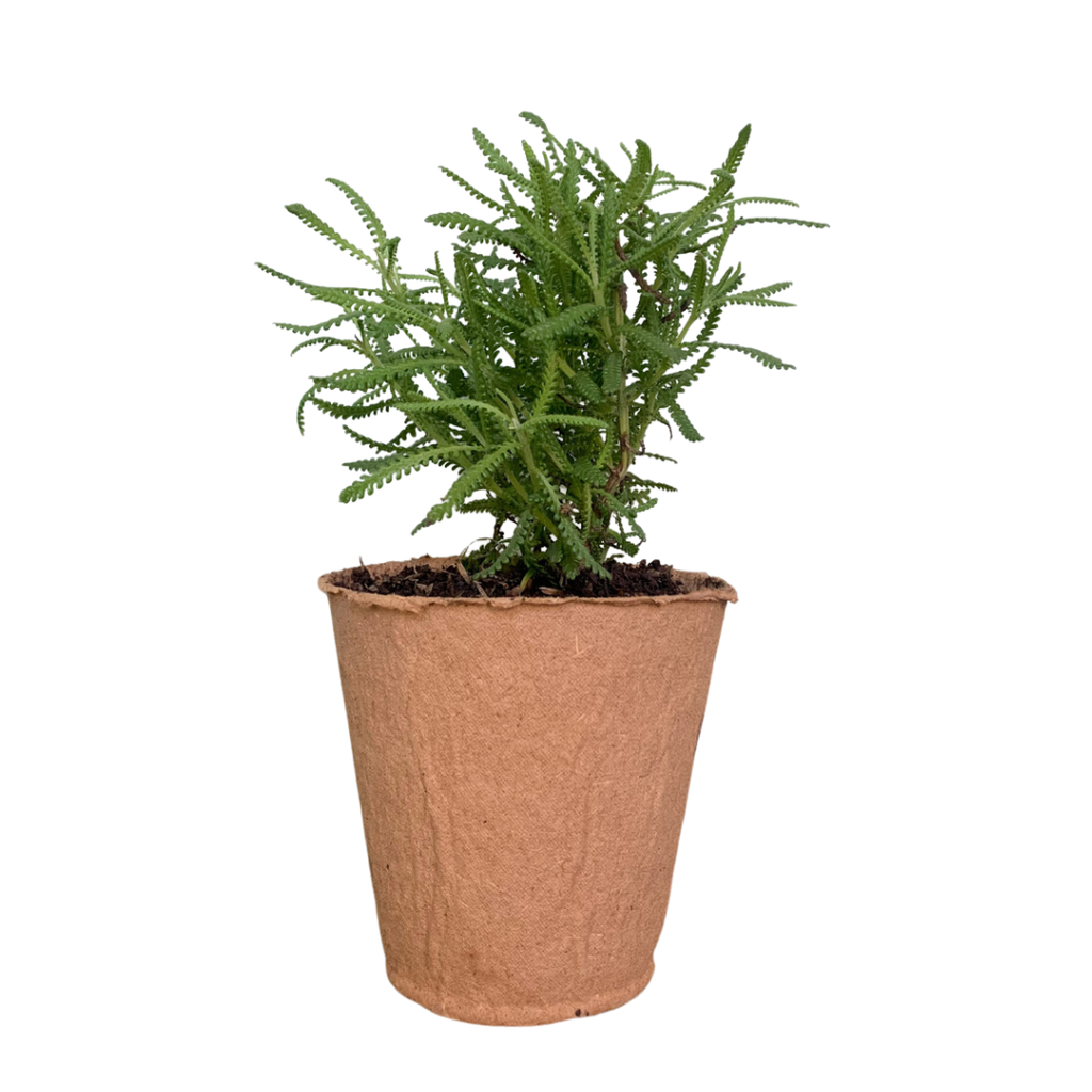 Planta Lavanda