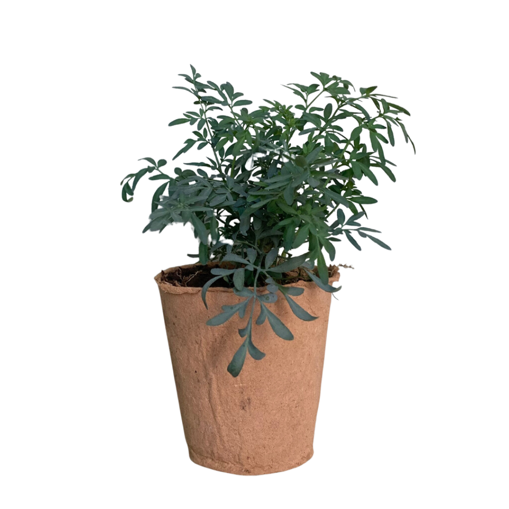 Planta Ruda