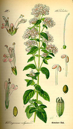 Planta Orégano