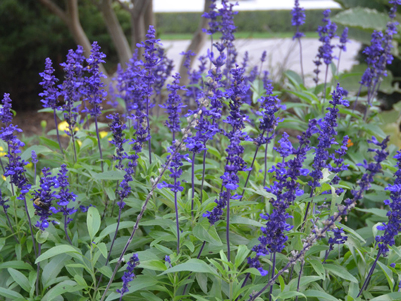 Rollo salvia azul