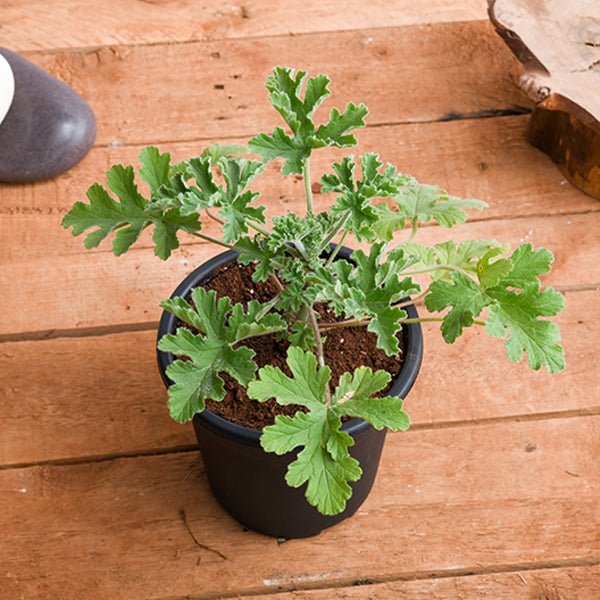 Planta citronella (Fresca)