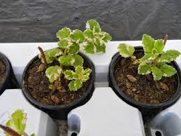 Planta Incienso