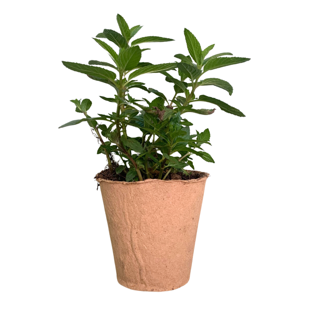 Planta Menta