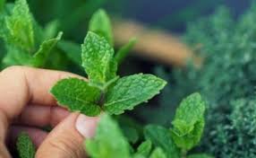 Planta Melissa