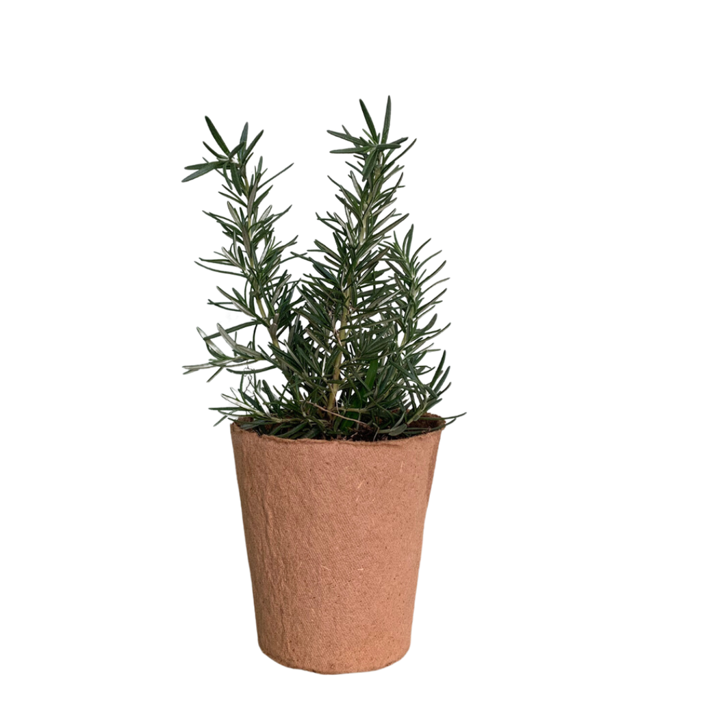Planta Romero