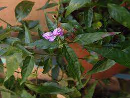 Planta Tilo