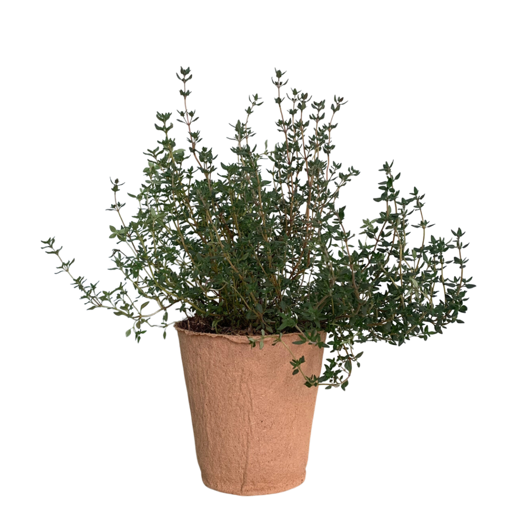 Planta Tomillo (Fresca)