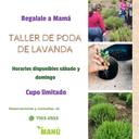 Taller poda lavanda