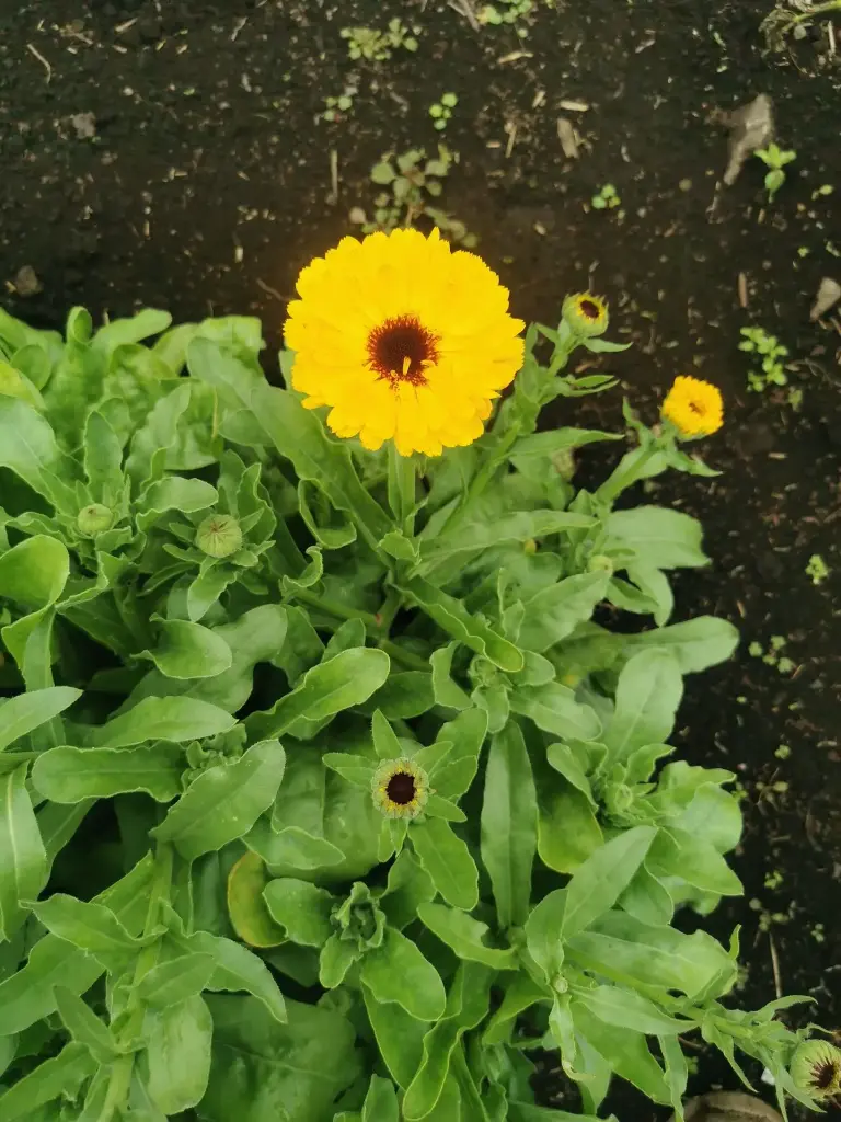Planta CALENDULA