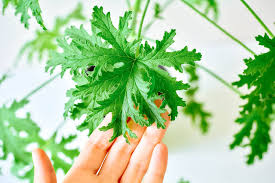 Rollo citronella