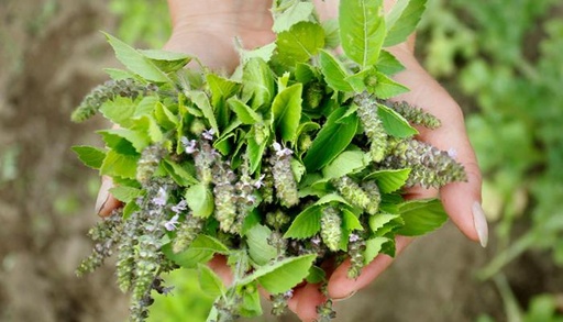 ROLLO ALBAHACA TULSI